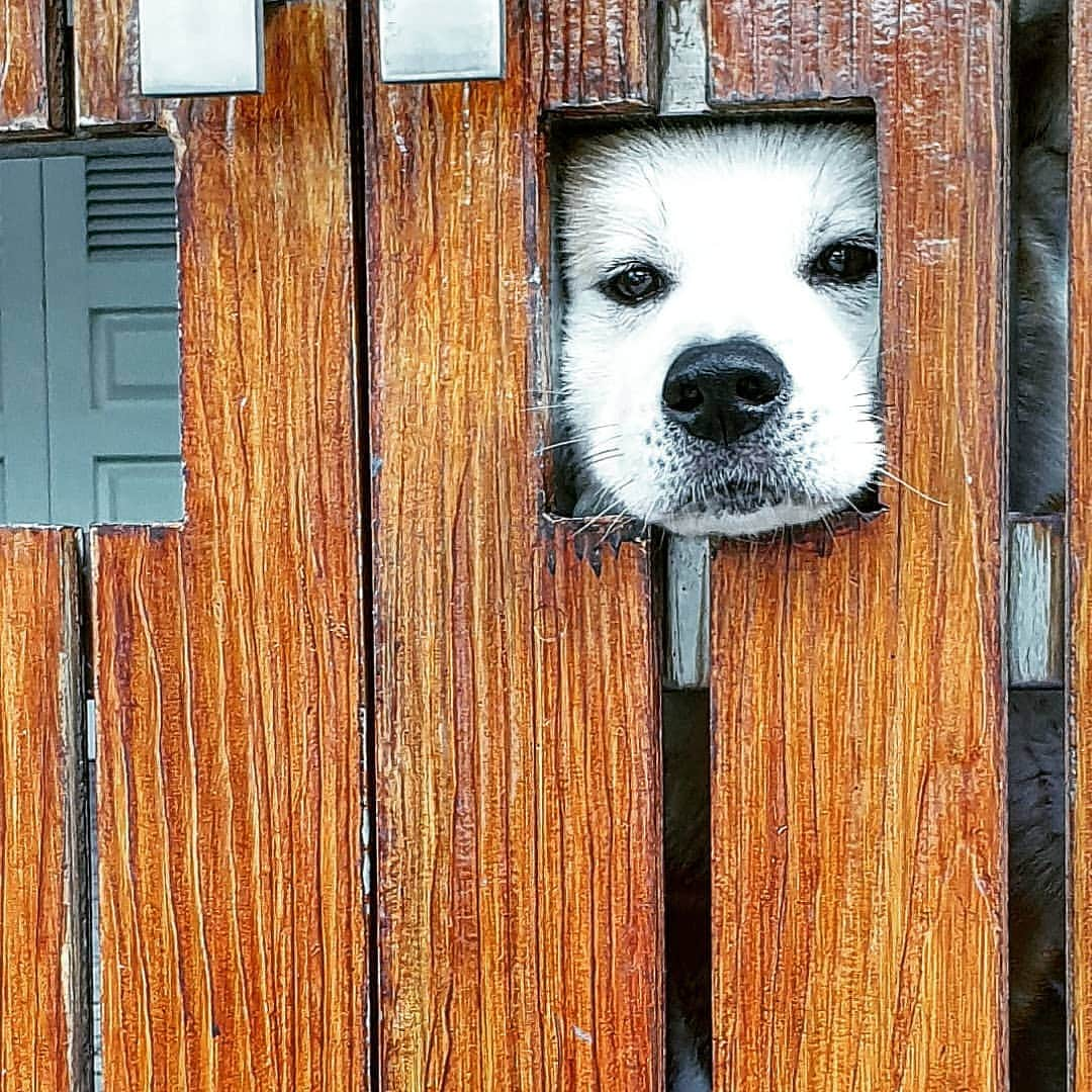 INA. CH KAITO VON JAH SUEDEのインスタグラム：「Peek a boo . . . . . . . . . . . . #akita#akitafeatures#akita_feature#japaneseakita#dog_features#Hatchiko#love#animal#petoftheday#akitaofinstagram#pet#animal#秋田犬#犬#秋田#日本の秋田#日本犬 #大型犬 #日本語 #子犬 #可愛い #doglover#ワンコ大好き倶楽部公式 #photooftheday#akitagram#instapet#dogstagram#dog#puppy#INSTAKITA」