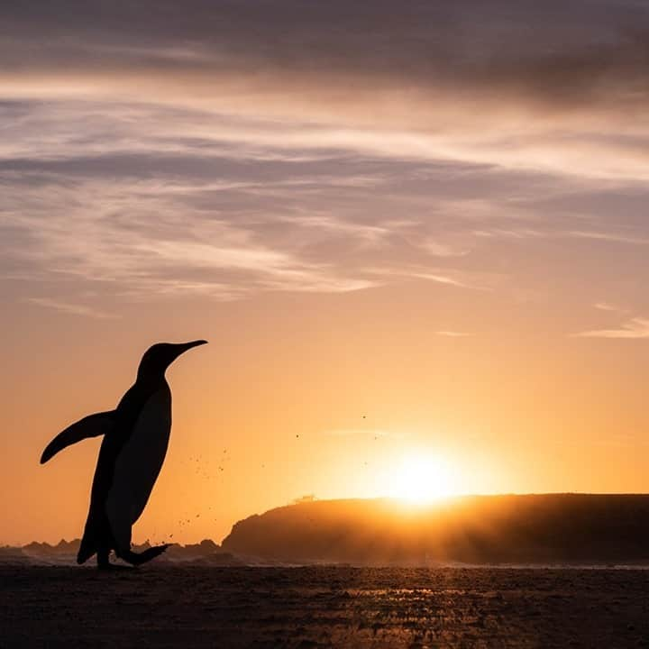 National Geographic Travelさんのインスタグラム写真 - (National Geographic TravelInstagram)「Photo by @daisygilardini / A king penguin on the long beach at Volunteer Point colony in the Falkland Islands (Islas Malvinas) is going to sea to forage for the day at the first light of sunrise. King penguins aren’t picky eaters exactly, but they’re very specific about what they hunt and catch. They eat small schooling fish like lanternfish (myctophids) year-round, especially during breeding season. When the weather grows colder, they eat more icefish and cephalopods—mollusks, octopus, and squid—to supplement their winter diet. Natural predators include leopard seals and orcas, which in part explains their unique coloring. Penguins are diurnal—that is, they hunt during the day, when the ocean surface is likely to be brightly lit. When viewed from below, their white bellies appear to blend in with the water’s surface. Viewed from above, their black backs seem to disappear into the ocean’s depths. Their “formal wear” tuxedo-like appearance isn’t just for show, in other words. It’s about survival. Follow me @daisygilardini for more images and behind-the-scenes stories. #volunteerpoint #falklandislands #penguin #kingpenguin #sunrise」1月21日 16時39分 - natgeotravel