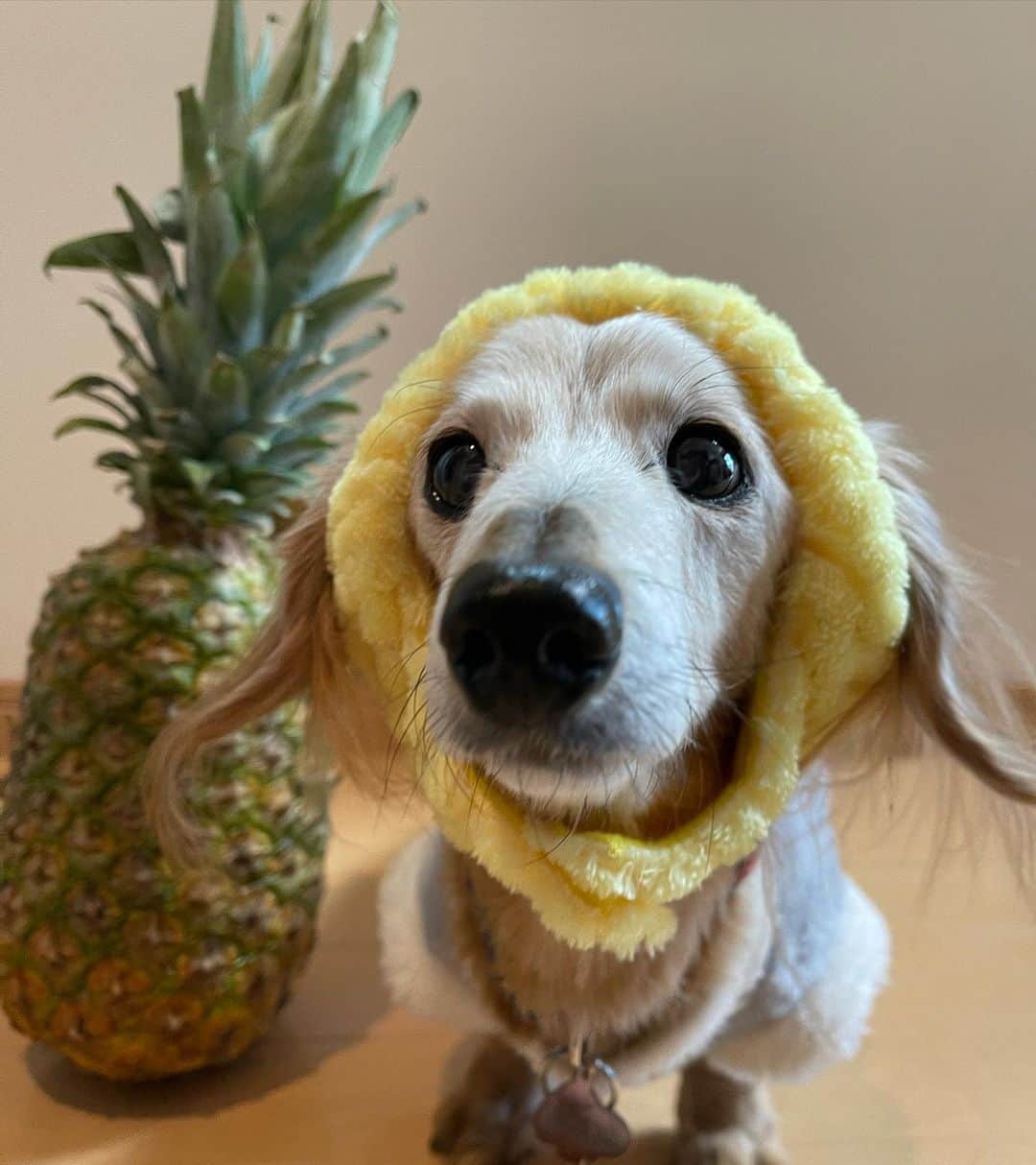 のインスタグラム：「ちーくんより大きなパイナップル🍍 ＊ #パイナップル#デルモンテ #犬#ダックス#ダックスフンド#ミニチュアダックス#dachs#いぬぐみ📛#pecoいぬ部#シニア犬 #よく寝るシニア犬#わんぱく部#サンデイ#todayswanko #ボンボンハイスクール#ダックスの日常」
