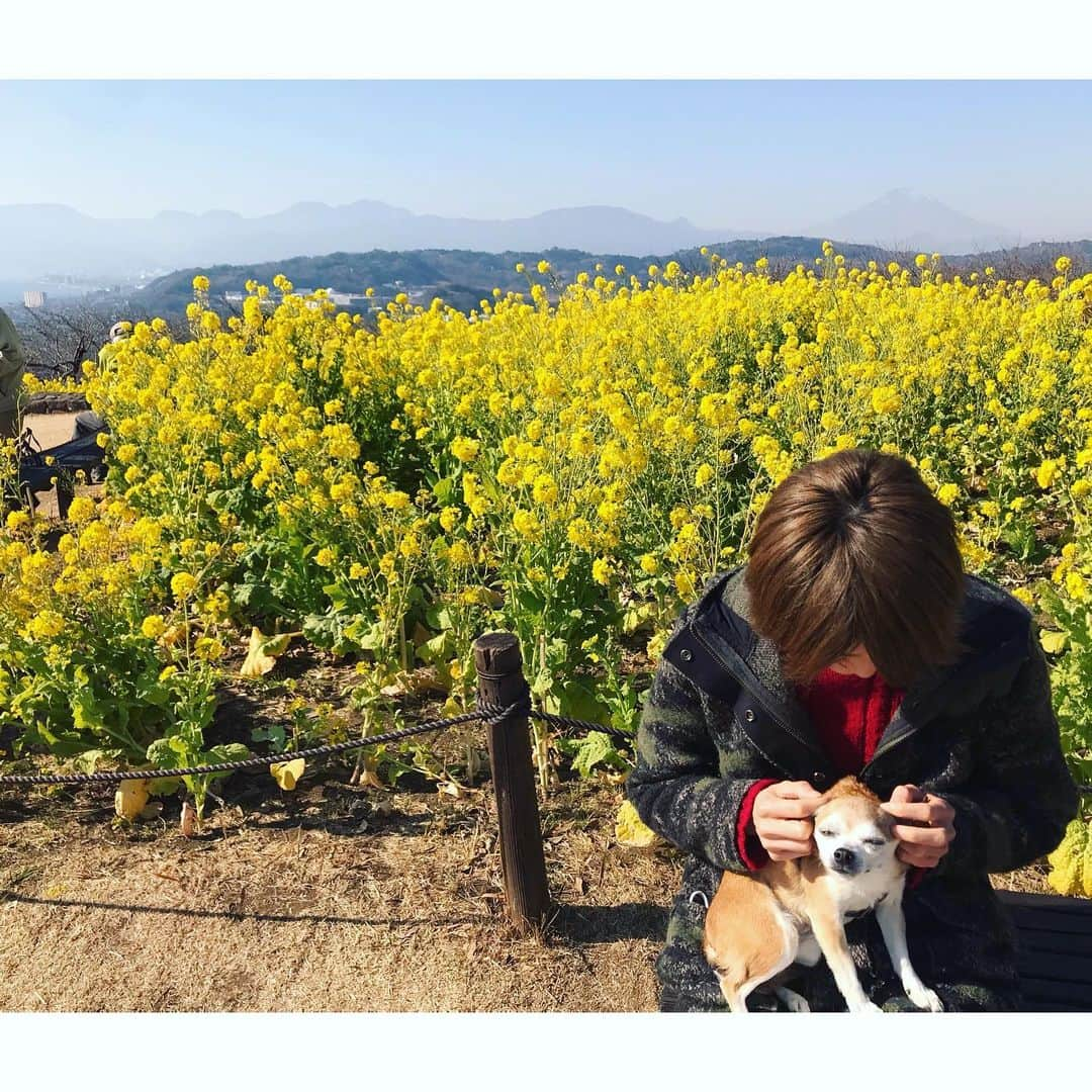 如月蓮さんのインスタグラム写真 - (如月蓮Instagram)「.﻿ 菜の花と海と、﻿ 「アイスどう？」﻿ .﻿ .﻿ .﻿ #太陽浴びると元気になるね﻿ #こむぎ﻿ #如月蓮﻿ #RENスタグラム」1月21日 16時53分 - kisaragi.ren2