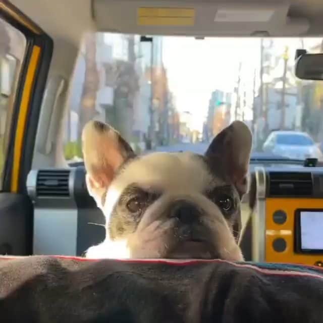 French Bulldogのインスタグラム