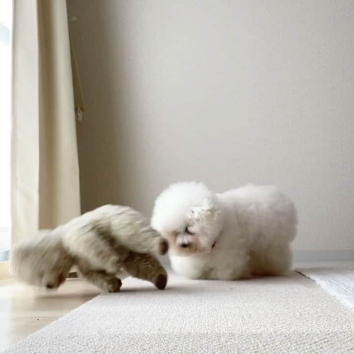 ゆうのインスタグラム：「. . ドーン🐻💥 When another teddy steals your spotlight. . そういえばこんな事前にも あったな😂（2個目の動画） . . . . #主役は譲らない . . .」