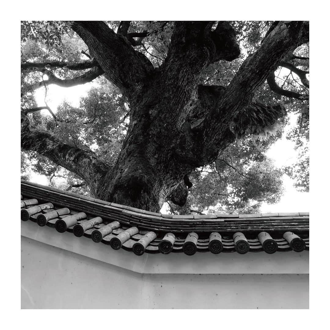 のインスタグラム：「. #10eyevan . Shoren-in(1150) 青蓮院門跡 . #shorenin #kyoto #青蓮院門跡 #京都 . #gallery_10eyevan」