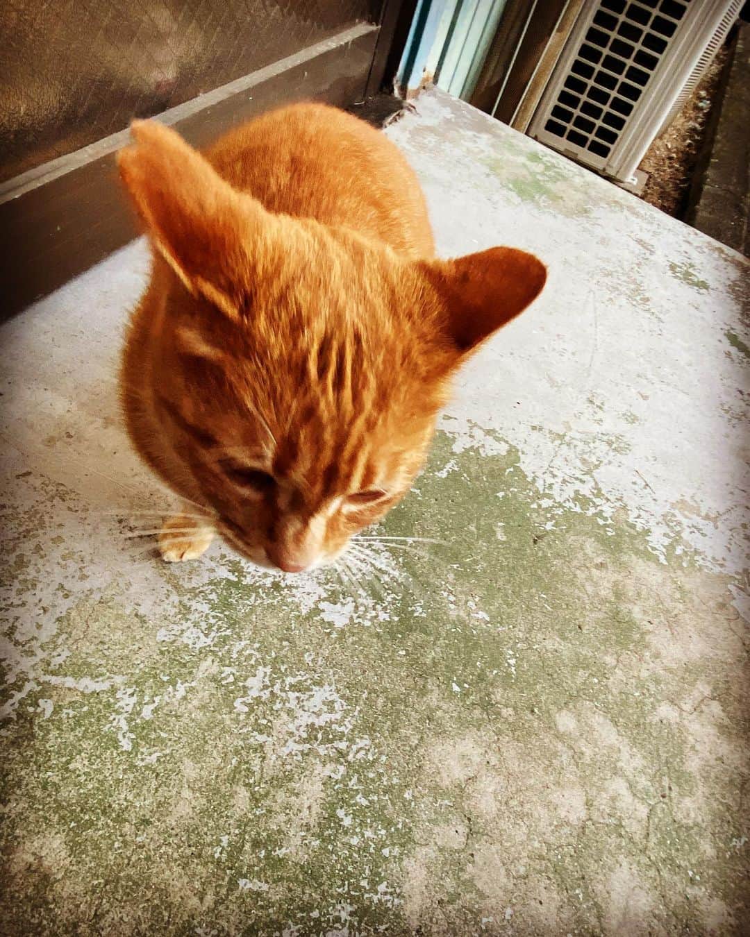 Kzyのインスタグラム：「#道場 #道場猫 #地域猫 #アイドル猫  #ツンデレ を心得ているこの子😹 簡単にやられてます。 #ツンデレ猫  今日は比較的温めだったので、イイ感じで #workout 出来ました💪🏽 #dragongate #prowrestling  #prowrestlinglife」