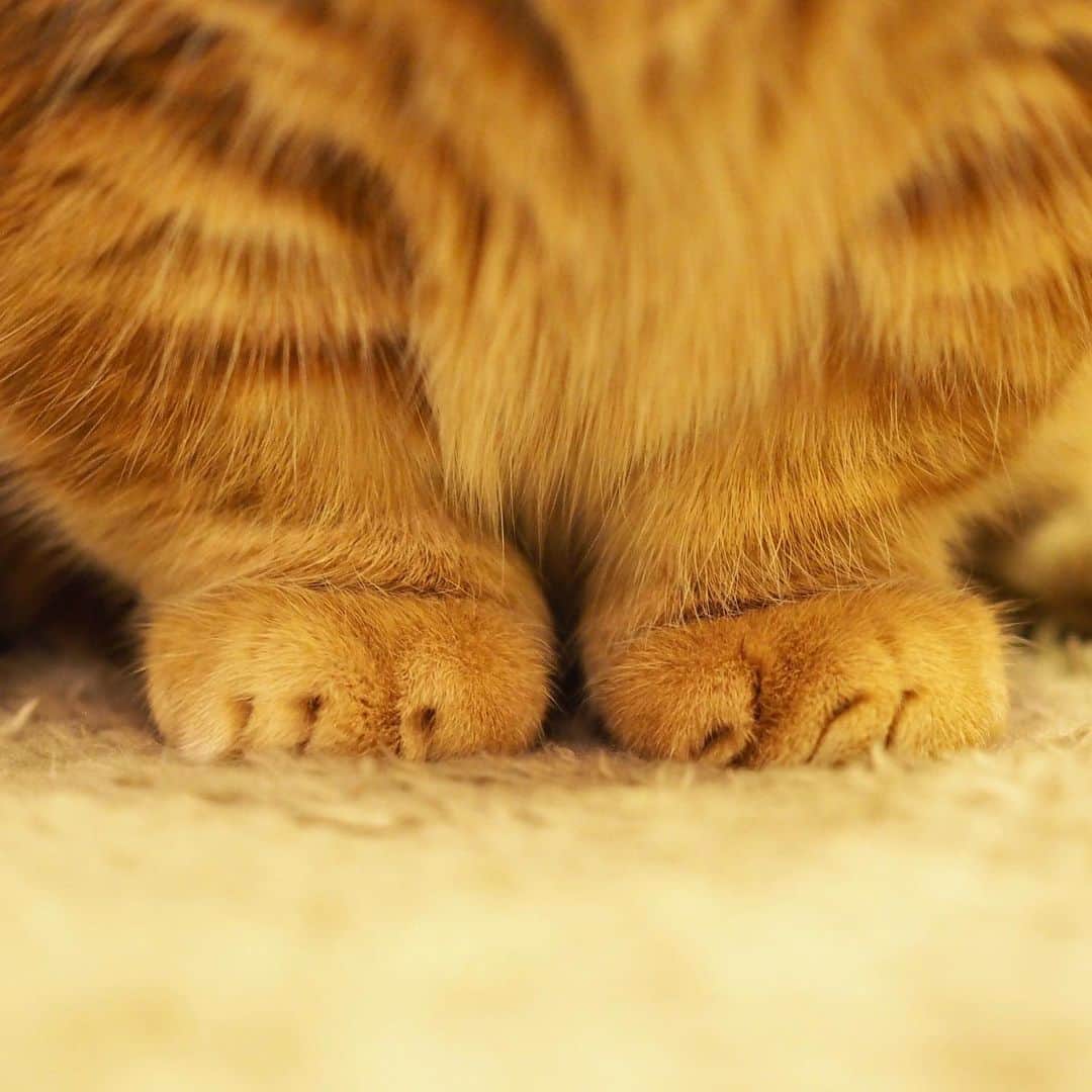 茶太郎 & きなこのインスタグラム：「一口饅頭と🐾一口大福いかがかにゃ😽 sweet bun😽🐾💕 #一口サイズだから食べやすいにゃりよ  #何個でもいけちゃうにゃ #マンチカン#猫#munchkin #cat#catstagram #amazing#ねこ#茶トラ#短足#catsofinstagram#excellent_cats#9gag#cats_of_world_#instacat_meows#bestcats_oftheworld#catsofig#instacat#cats_of_instagram」