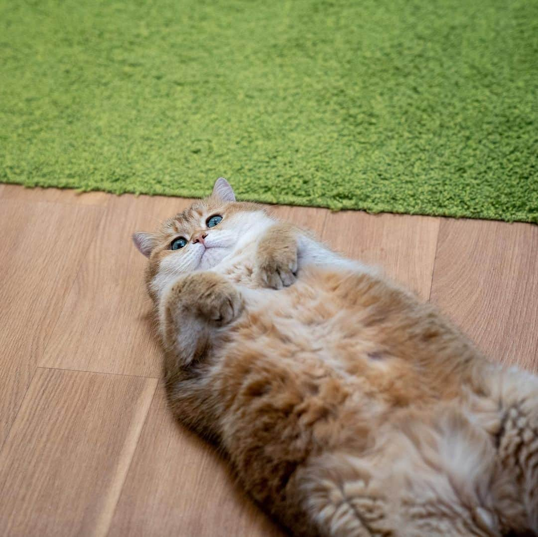 Hosicoさんのインスタグラム写真 - (HosicoInstagram)「I like to dream 🐱💭🏖🍨🦄」1月21日 18時35分 - hosico_cat