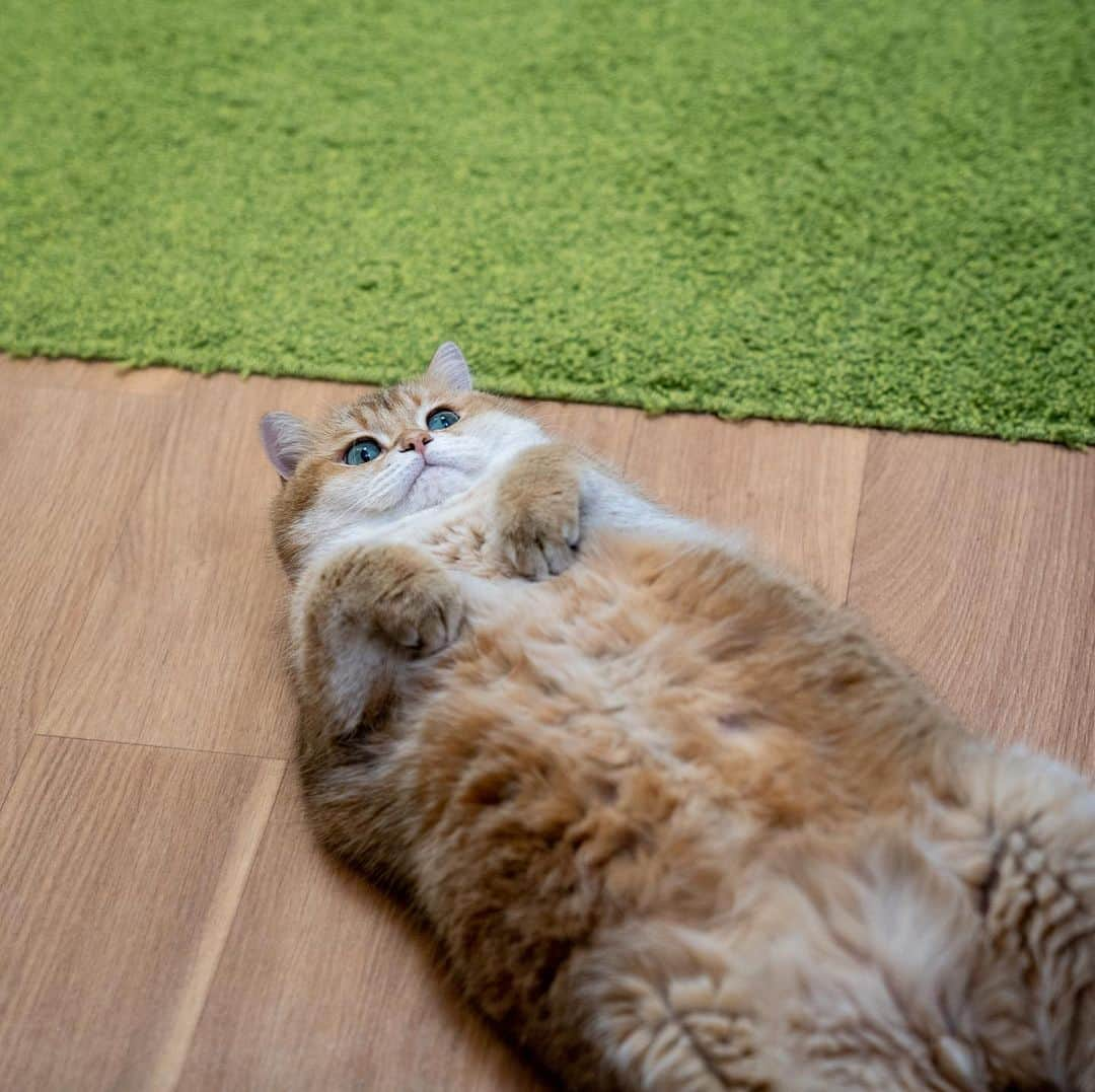 Hosicoさんのインスタグラム写真 - (HosicoInstagram)「I like to dream 🐱💭🏖🍨🦄」1月21日 18時35分 - hosico_cat