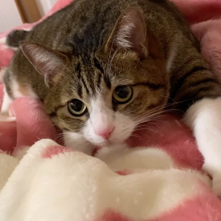 のインスタグラム：「🐾💗  こねこね… こねこね…🐾  美味しいパンが出来上がるにゃりよ？🍞💓  #こねこね パン工房うなぎ #こねこねくらぶ   sleeping🐱❤️」
