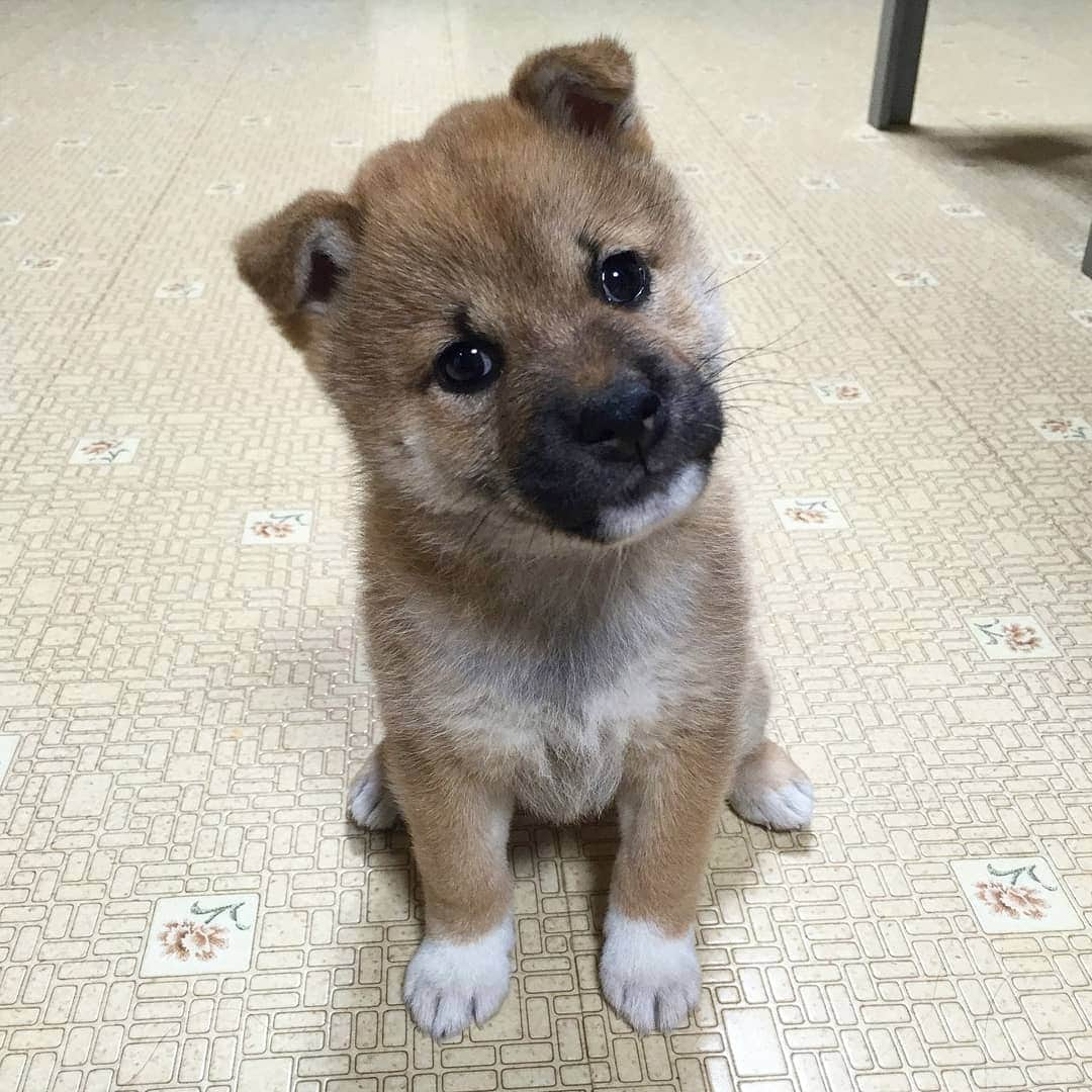 柴犬たま Shibainu Tamaのインスタグラム