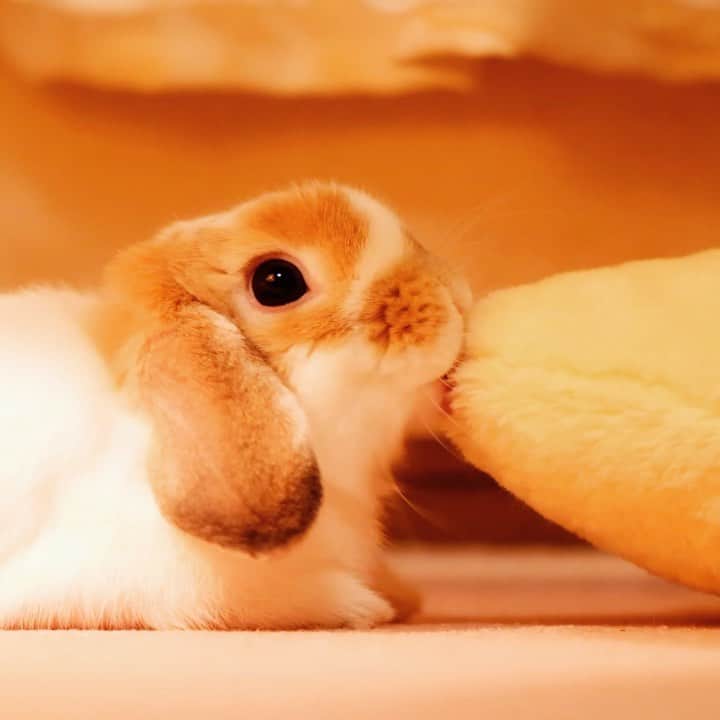 usagraphのインスタグラム：「仲間だと思ってるのかな？  わたしにもペロペロしてほしいものです🥺 ＊ ＊ ＊  #うさぎ　#rabbit #bunny #ふわもこ部  #WeeklyFluff #igersjp  #tokyocameraclub #東京カメラ部  #神戸カメラ部  #bunnystagram  #うさぎ部 #ホーランドロップ #hollandlop  #ファインダー越しの私の世界 #art_of_japan #myfujilove  #今日もx日和」