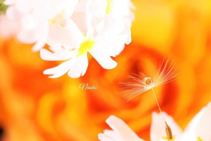 花の写真館のインスタグラム：「Photo by Naoko Suzuki.⠀ .⠀ Original Post[投稿いただいたURL]⠀ https://www.facebook.com/photo.php?fbid=1269175586806240⠀ .⠀ 本アカウントは、 #私の花の写真 をつけてInstagramに投稿された皆さまの花の写真や、「花の写真館」Facebookページで投稿された花の写真を紹介します。⠀ 「花の写真館」Facebookページは、「 @floral.photograph 」のプロフィールにあるURLからご覧ください。⠀ .⠀ ※各自、政府、自治体など公的機関の指示に従った行動をお願いします。⠀⠀ 東京カメラ部および分室では、写真を「見る楽しみ」を提供することを通して、微力ながら皆様にわずかな時間でも癒しをお届けしたいと思っております。⠀ ※本アカウントは東京カメラ部がFacebook、Instagramのサービスを利用して運営しているもので、Facebook社・Instagramとは一切関係ありません。⠀ .⠀ #花の写真館 #floralphotograph #floralphoto #flower #flowers⠀ Follow: @floral.photograph」