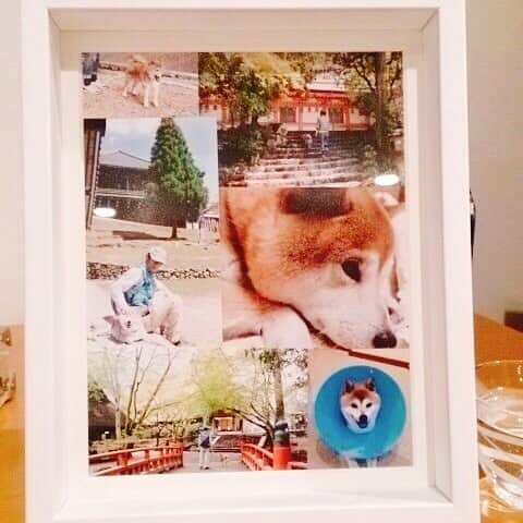 富永美樹さんのインスタグラム写真 - (富永美樹Instagram)「あれから7年… #愛犬 #柴犬 #タロー また家族になれるその日まで…  よく#奈良 に一緒に#お出かけ しました #おさんぽ #奈良公園 #懐かしい 😢」1月21日 20時11分 - miki.tominaga.official