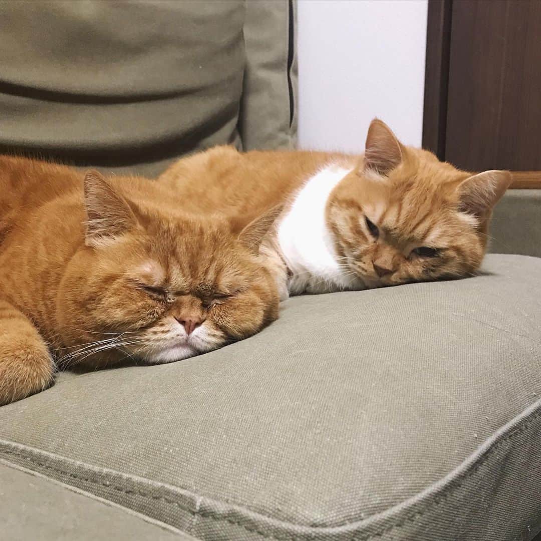 umeのインスタグラム：「🐈🐈  すっかり夢の中。 ・ しっかりカメラ目線。 ・ ・ #まめたち #🐈」