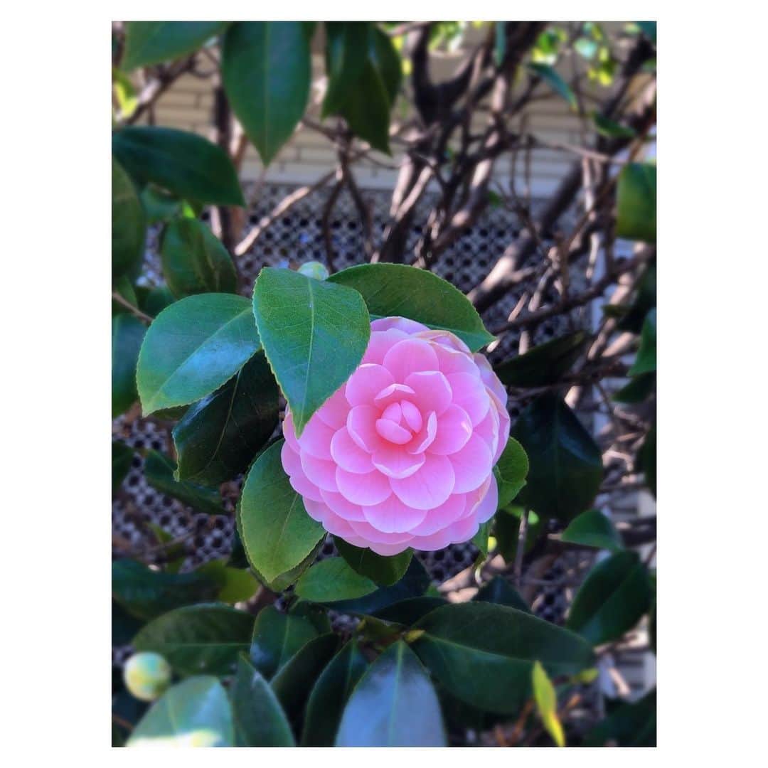 理絵さんのインスタグラム写真 - (理絵Instagram)「💗💗💗  #flower #fiore #꽃 #花」1月21日 20時22分 - ____rie____