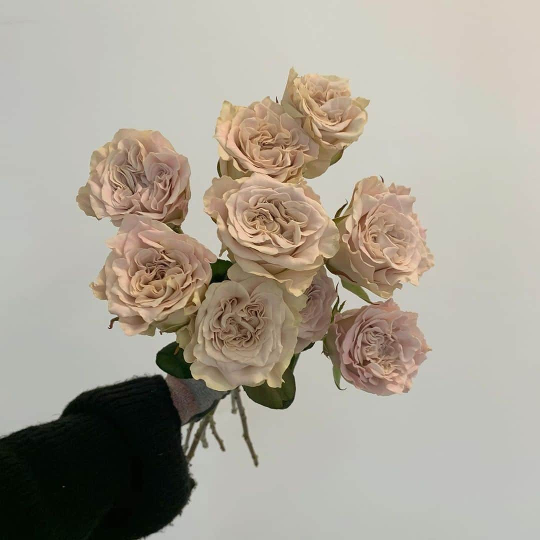 플로리스트 이주연 florist Lee Ju Yeonさんのインスタグラム写真 - (플로리스트 이주연 florist Lee Ju YeonInstagram)「. . 오늘 어베이 컬러 너무했네 🤍 @flor_stuff_official 늘 예쁜 베라씨네 👍🏻 . #어베이 #장미 #rose . 订花 WeChat ID vaness_flower 페이팔 결제 가능  클래스상시모집 당일꽃주문가능 . #수업문의 #주문예약 #lesson #Order  Katalk ID vaness52 WeChat ID vaness_flower E-mail vanessflower@naver.com . 서초구 양재천로 123 5층 📞02-545-6813 . #vanessflower #florist #flowershop #handtied #flowerlesson #花束 #바네스플라워 #플로리스트 #꽃다발 #부케 #플로리스트학원 #플라워레슨 #양재동꽃집 #양재역꽃집 #꽃다발주문 #꽃수업 #꽃주문  #대관 #공간대여 #스튜디오대관 #자연광스튜디오 #자연광스튜디오대관 #스튜디오」1月21日 20時31分 - vanessflower