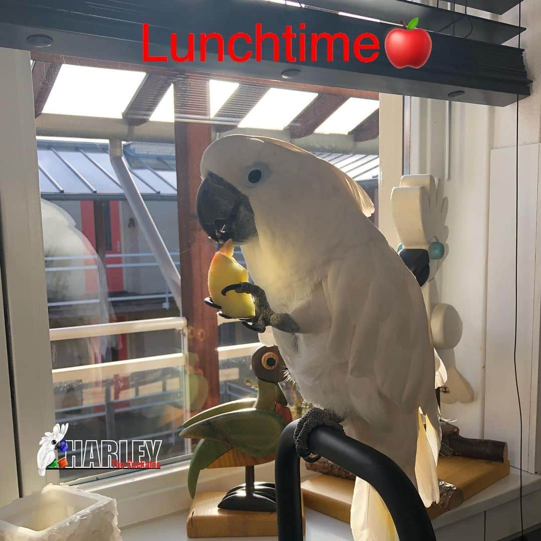 ? Enjoy Harley's Lifeさんのインスタグラム写真 - (? Enjoy Harley's LifeInstagram)「🍎nomnomnom🍎#lunchtime #harleythecockatoo #instagood #instagram #instadaily #healthyfood #fruit#apple」1月21日 20時41分 - harleythecockatoo