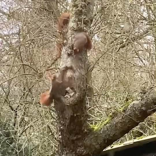 原口るりこのインスタグラム：「. . お庭にリスが 帰ってきました🐿✨ . . 今日は凄く暖かい ドイツ,ハノーファー🌿 . 朝、犬たちとお庭に出ると 春一番？と思うほど ぬる〜い風が吹きました✨ . そして 最近ずっと見ていなかったリスが またお庭に来てくれました☺️♡ . ドイツのリスは 大きいんですよ🐿✨ 耳の毛が特徴的で ふわっふわのしっぽも可愛くて たまりません🥰 . 早速、 リスがまだ一度も来てくれていない リスハウス（もう鳥ハウスになっている）に 餌を入れに行きました☺️ らぴすと一緒に♡ . 今度こそ、🐿どん リスハウスに気がついてくれるかな🥰 . . #よくみたら #庭のあちこちにリスハウスがある #鳥ハウスかも？ #多分このおうちのオーナーさんが置いたもの #このリスたちも #昔からずっと通っていたのかな☺️ . . 数日前に、 ロックダウン強化が更に2週間 延長されたドイツ,ハノーファー。 . 不安なことも大変なことも多いけど こうして春を感じると なんだかパワーが湧いてきます🌼 . 身体の健康ばかり気がいくときですが 心も健康に♡ 今日も1日頑張りましょう☺️✨ . #ドイツ生活 #ドイツ暮らし #ドイツのリス #春を感じる瞬間」