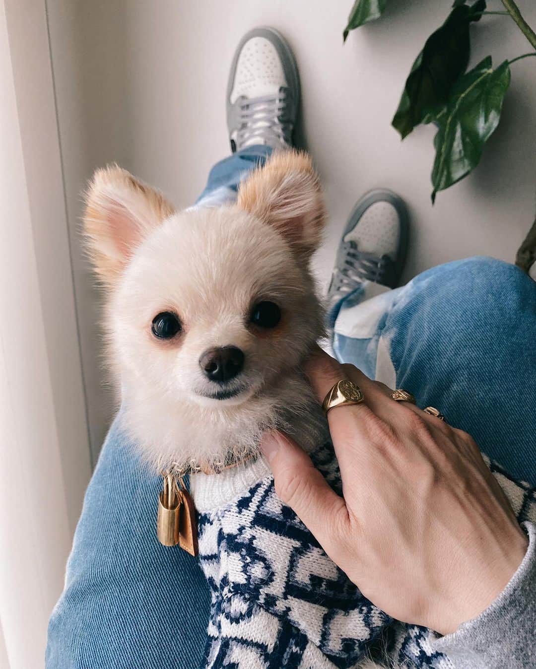 DJ FUMIのインスタグラム：「ひっつき犬」