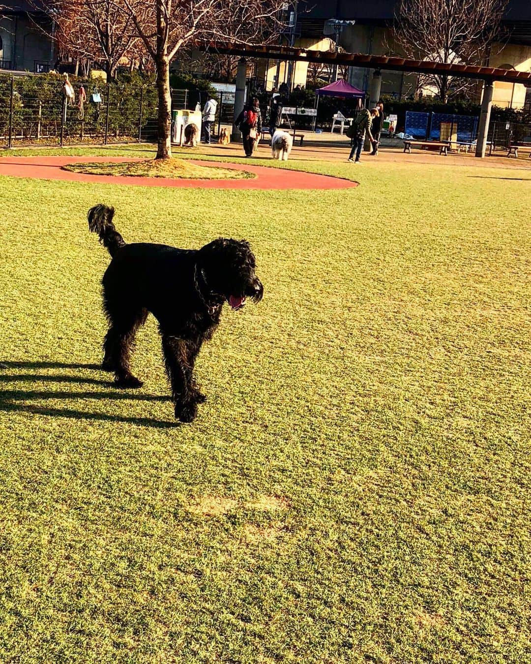 しなしさとこさんのインスタグラム写真 - (しなしさとこInstagram)「. . 私が多忙でもラン🌸🐕 まだまだ子供で遊びたい 盛りのさくらお嬢さん。 大型犬なので沢山外遊び させてあげたいと母心☺️ . .  #しなしさとこ #satokoshinashi #格闘技 #女子格闘技 #ジョシカク#黒シュナ #giantschnauzer #ジャイアントシュナウザー #シュナウザー #schnauzerworld #1歳犬 #シュナスタグラム #ドッグラン #大型犬のいる生活 #大型犬のいる生活#新横浜公園ドッグラン #新横浜公園#ボディアタック#しなしさくらお嬢」1月21日 21時25分 - shinashisatoko