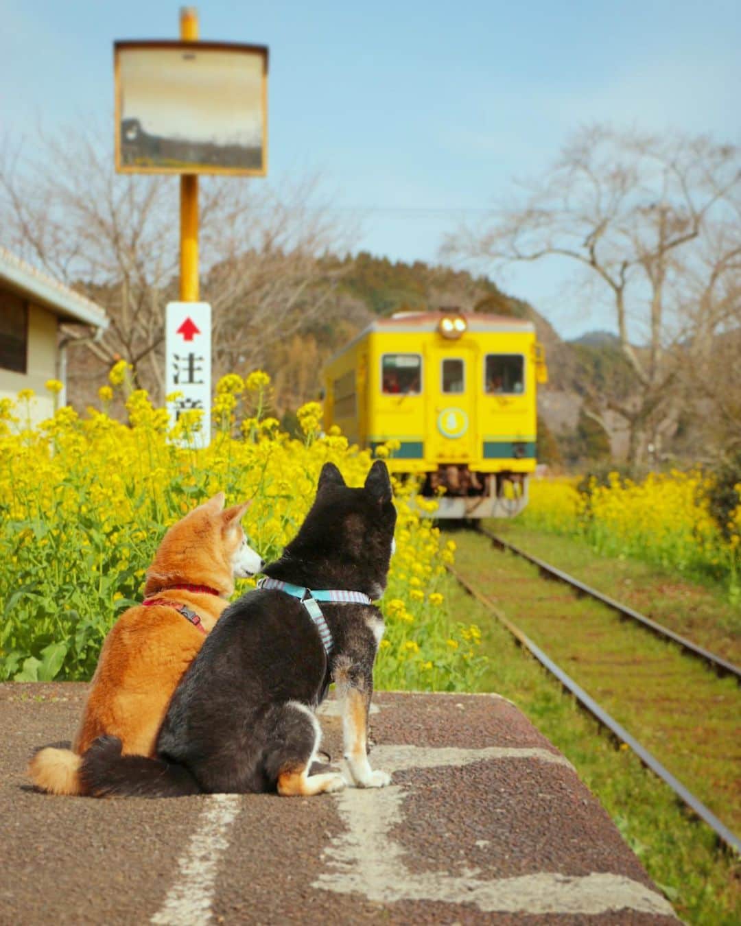 柴犬 けんしろう ゆりあのインスタグラム：「🐶💛🐶  幸せの黄色い電車に乗って どこ行こう〜🚃🌼  あっという間に通り過ぎるし 1時間に2本くらいしか走ってないし ここは難易度がめっちゃ高かったおもひで。 けんゆりがお利口さんだったからこそ 撮れたのだなぁと改めてにぴきに感謝💛 . . 【けんちゃん近況】 食べてくれるものがつかめてきたので、それをローテーションすることでけんちゃんの食事量少しずつ増えてきました😋 次は右の傾きでうまく歩けなくなってきてる歩行の補助をどうしていくか。早いうちに車椅子を使って慣れておくことで、この先もお散歩大好きけんちゃんのお外での時間を増やせるかな、と検討中です🐶 . . Location:Chiba(2019年撮影)」