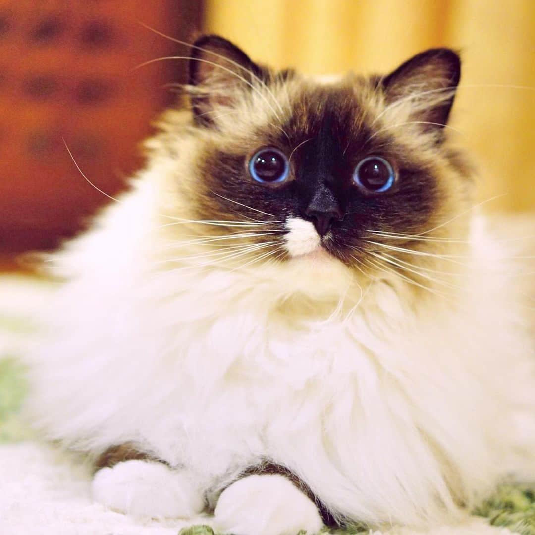 takegaeruのインスタグラム：「2歳くらいの頃？ かわいいタヌキちゃん😙  #cat #猫 #ragdoll #ラグドール #ホワイトポッチーズ」