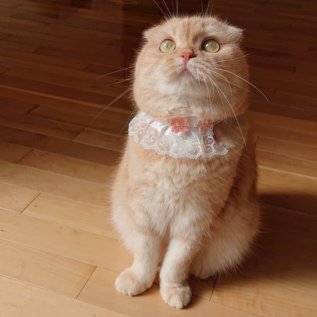 猫山田 Ａ. きなこのインスタグラム：「🐾 きなこお嫁さんになるなの❤️ 🐾 Happy 5th birthday my princess❤️ 🐾 #きなこなの ５歳になったなの ダーリンとは両想いだし ダーリンのママしゃんにご挨拶も行ったし お世話係もいるし とろろとあくびってゆーにゃんこも ２匹飼ってるなの パーフェクティンなのなの きなこ…お嫁さんになるなの✨ 🐾 #お世話係です おめでとうきなこ😅😅😅 お誕生日もお嫁さんもおめでとう笑 青空の下で抱き上げてもらって シャボン玉シャワー💕💕💕 ホントにお嫁さんみたいじゃん あっとゆーまの５歳だね もうちょいのんびりでいいよ👌 ずっと甘えん坊のお姫様でいてね❤️ あなたが来てくれて 毎日がより楽しくなって仕方ありません ありがとね🎵 🐾 #にゃんすたぐらむ #ねこ部 #ねこすたぐらむ #にゃんだふるらいふ #ピクネコ #picneko #みんねこ #ペコねこ部 #ねこのいる生活 #catsofinstagram #catstagram #catlover #ilovemycat #catloversclub #catsofworld #catsofday #meowed #bestmeow #pleasantcats #pecotv #club_of_cats」