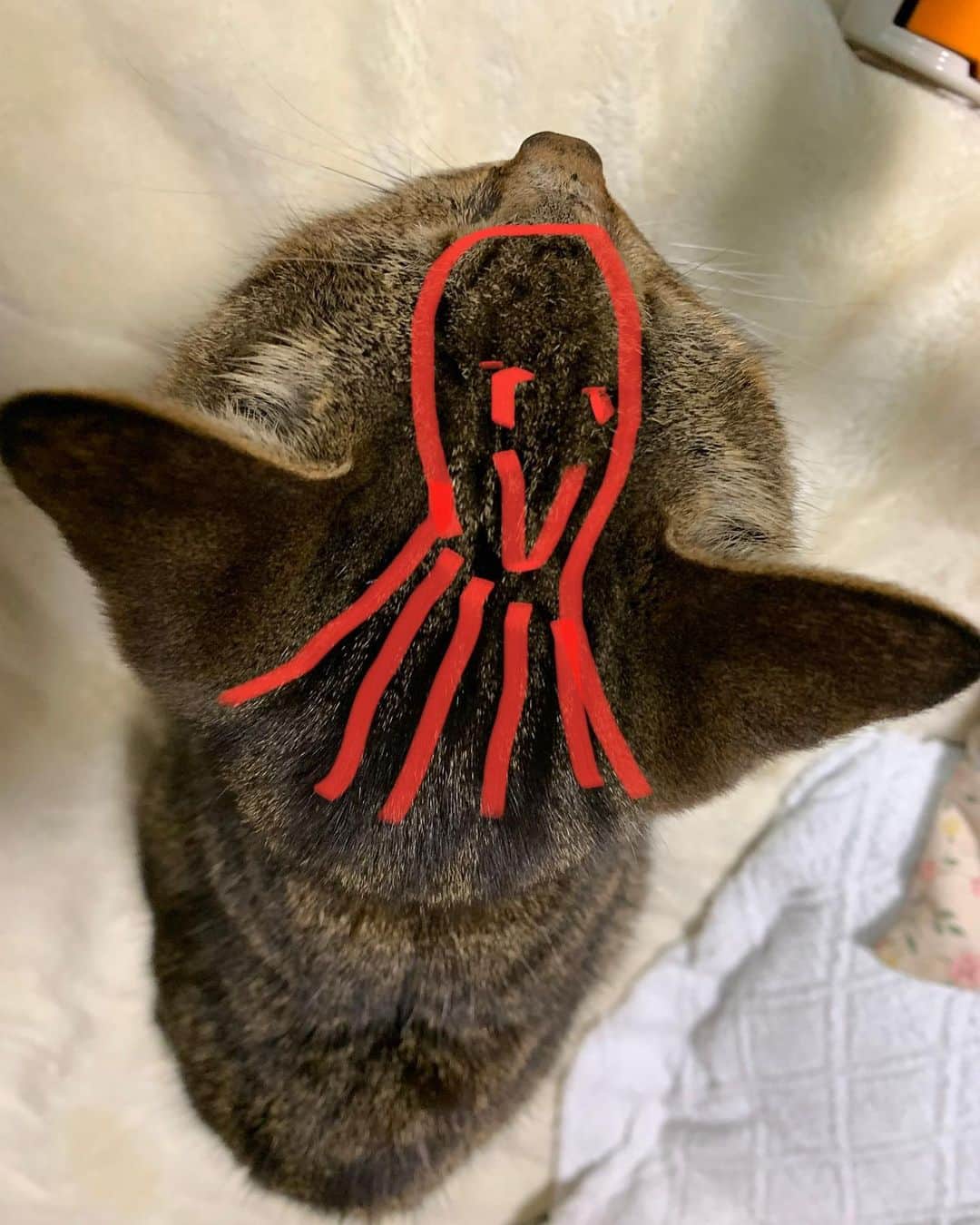 Kachimo Yoshimatsuさんのインスタグラム写真 - (Kachimo YoshimatsuInstagram)「ココアの頭の上にタコが居る。 There is an octopus on the head of cocoa.  #うちの猫ら ##cocoa #猫 #ねこ #cat #ネコ #catstagram #ネコ部 http://kachimo.exblog.jp」1月21日 22時42分 - kachimo