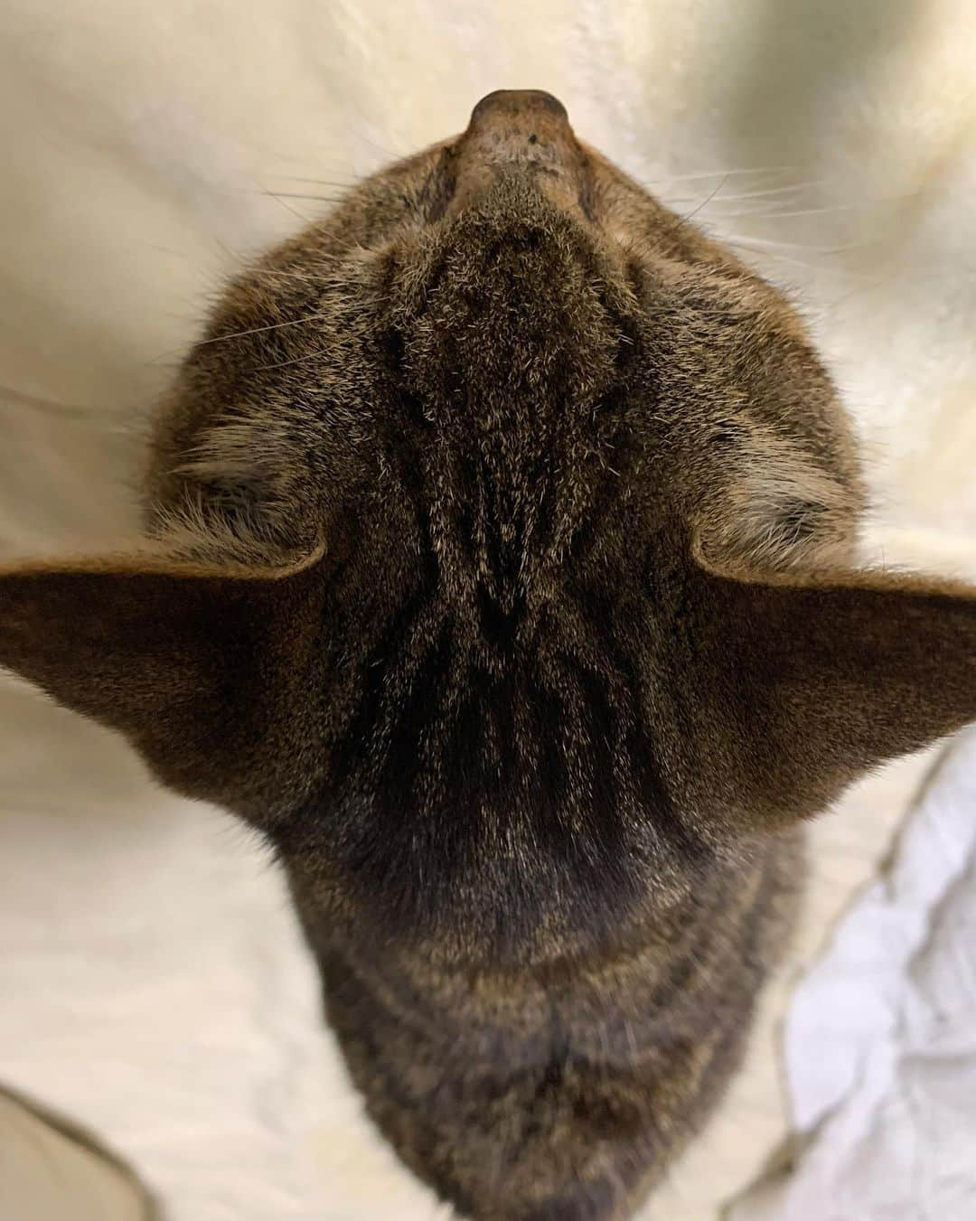 Kachimo Yoshimatsuさんのインスタグラム写真 - (Kachimo YoshimatsuInstagram)「ココアの頭の上にタコが居る。 There is an octopus on the head of cocoa.  #うちの猫ら ##cocoa #猫 #ねこ #cat #ネコ #catstagram #ネコ部 http://kachimo.exblog.jp」1月21日 22時42分 - kachimo