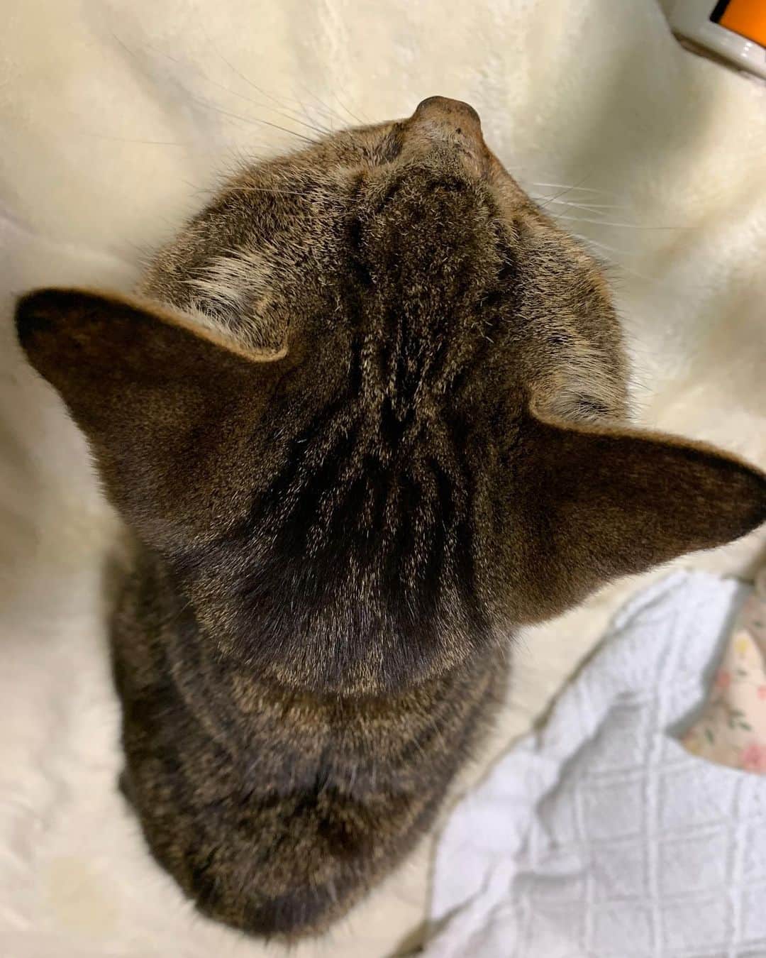のインスタグラム：「ココアの頭の上にタコが居る。 There is an octopus on the head of cocoa.  #うちの猫ら ##cocoa #猫 #ねこ #cat #ネコ #catstagram #ネコ部 http://kachimo.exblog.jp」