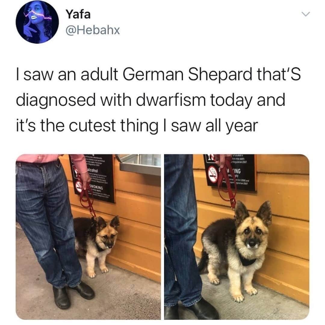 BarkBoxのインスタグラム：「WHEW, okay let’s get back to dog posts, folks!!!  A lil edit: while you should NEVER EVER breed for dwarfism due to the health issues that can ensue, dogs with dwarfism exist, and are also entitled to a happy, love-filled life like any dog ❤️」