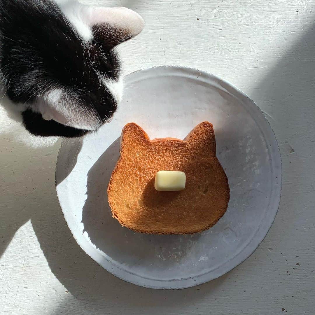 のインスタグラム：「いただいた猫型パン。朝からうれしいニャ  #ねこねこ食パン」
