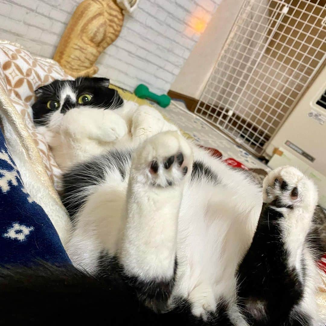 tiaichimaのインスタグラム：「Good morning!! 🌨🌧おはムーギー‼︎  昨日から引き続き、"いいね❤️"は出来てもコメントが出来ない状態なのだろうか。  #牛柄組鼻まわり汚れ隊 #ムチムチッコ #ムーギー#MuuGieeboy#cat#neko#ねこ#neko#ネコ#スコティッシュフォールド#ScottishFold#まんじゅう部」