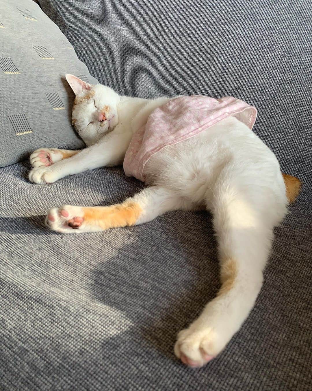 マルのインスタグラム：「💗お知らせみん₍^·͈༝·͈^ฅ  「ねこ休み展　冬2021」の開催日変更の お知らせ。 コロナのせいで下記のとおり 延期となりましたので 楽しみにしてくださっていた 皆にゃ様、ごみんね💧 はやくコロナに勝利して 私達みんなの自由を取り戻すため 頑張ってるけど、 頑張るべし！😷 . 🔽開催日程は🔽 2021年02月09日(火) ~ 02月28日(日)  . #ねこ休み展#ステイホーム#新型コロナ #stayhome#癒し#にゃんすたぐらむ#おうち時間#cat#猫#三毛猫#猫との暮らし#catstagram#instagood #ペコねこ部#cute#ふわもこ部#ねこすたぐらむ #ねこのきもち」