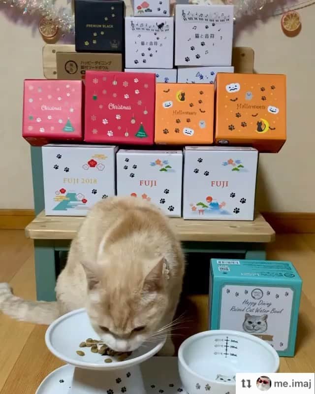 猫壱（ねこいち•ネコイチ）のインスタグラム