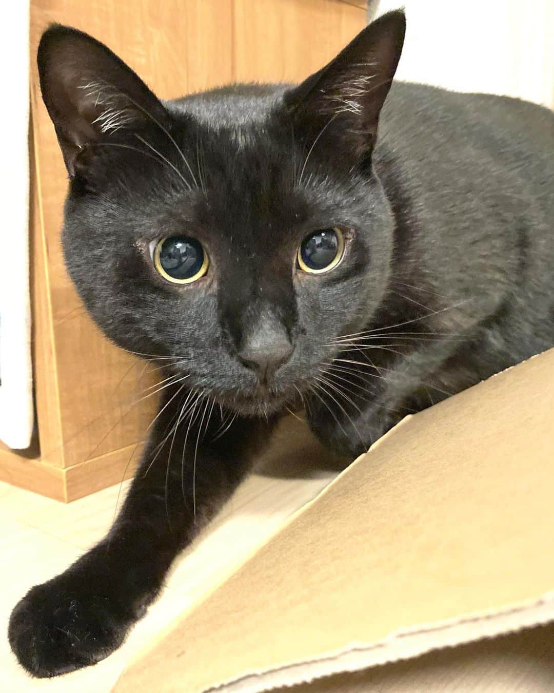 しおやてるこのインスタグラム：「出撃直前のポーズ #黒猫」