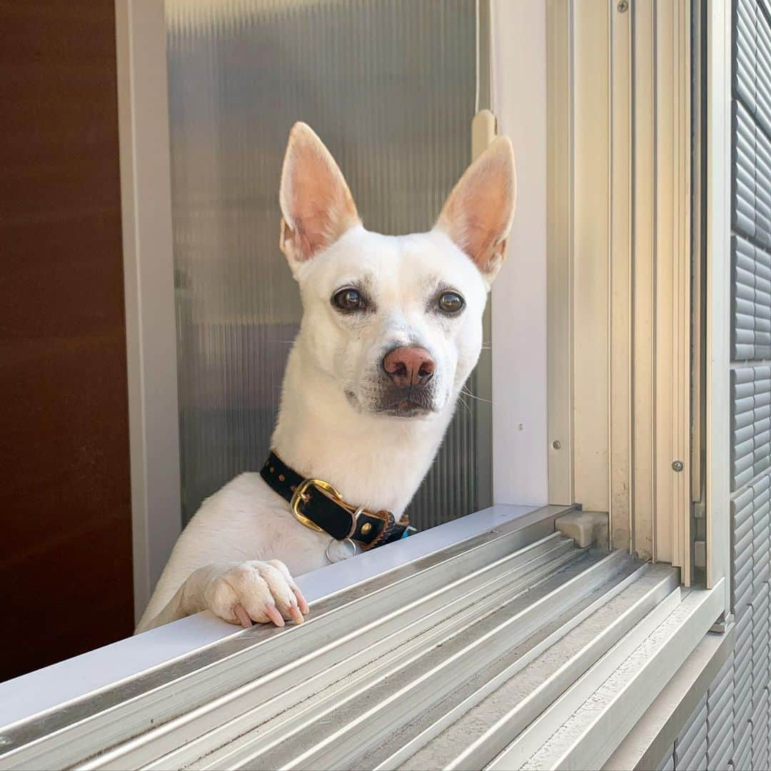 柴犬ハル&保護犬すずさんのインスタグラム写真 - (柴犬ハル&保護犬すずInstagram)「🐐 . 『行ってらっしゃい。。。 お達者で。。。 命だけは。。。 どうかご無事で。。。 また会う日まで。。』 . #ゴミ出しするだけです #おとーしゃーんがゴミ出し行くといつもこの顔😂 #涙の別れ #最近寝る時おかーしゃーんの布団に入ってくる #おとーしゃーんの寝っ屁が臭すぎるんだよね . #柴犬#柴#kagoshima#dog#puppy#shibainu#shibastagram#いぬバカ部#family#鹿児島#赤柴#雑種#天文館#日本犬#保護犬を家族に#保護犬#元保護犬#姉妹#dogs#Kagoshima#仕事#涙#goodmorning」1月22日 8時48分 - haruharu040777