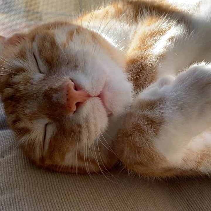 のインスタグラム：「One of those days. 😸 #tiredcat #dontbotherme」