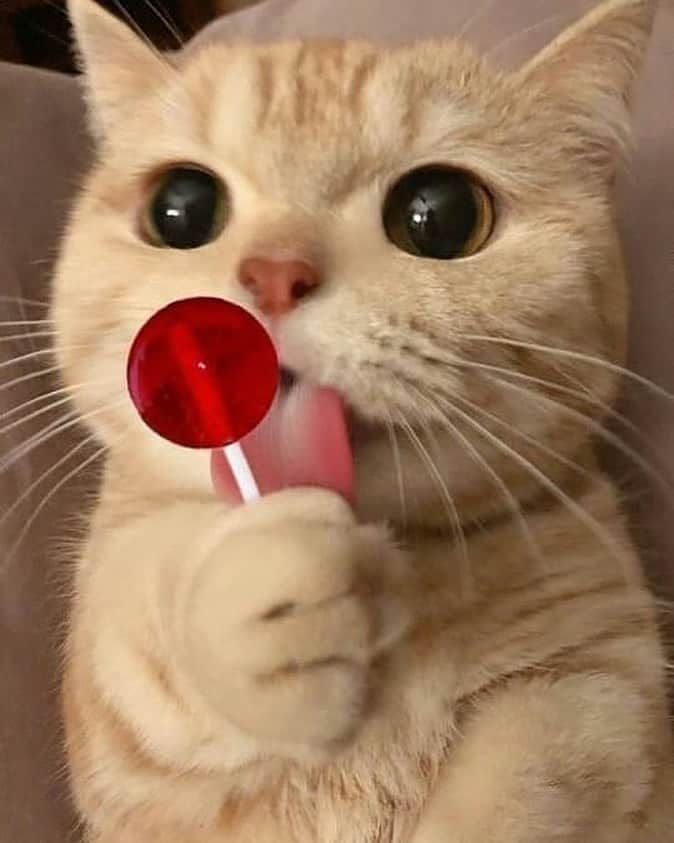 Cute Pets Dogs Catsさんのインスタグラム写真 - (Cute Pets Dogs CatsInstagram)「What a nice lollipop 🍭 😉  If you like it pls support with ❤️  Credit: @zjiasally  For crediting issues, pls DM.  Note: we don’t own this video/picture, all rights go to their respective owners. If owner is not provided, tagged (meaning we couldn’t find who is the owner), pls DM and owner will be tagged shortly after.   #kitty #cats #kitten #kittens #kedi #katze #ネコ #貓 #고양이 #Кот #котэ #котик #кошка #cats #catofinstagram #catlover #catsagram #catlovers #cat_features #catlady」1月22日 8時50分 - dailycatclub