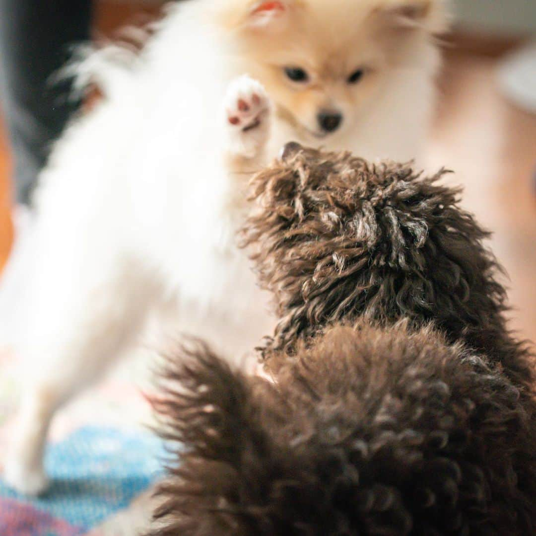 ひとみさんのインスタグラム写真 - (ひとみInstagram)「・ ・ 先週末 ワンコ友達との触れ合い🐶💓🐶  さくっと手作りケーキを焼いて来てくださるあたり、本当に素敵🥺💓  最近は何をするのも億劫なので😂  なんでもサラリとこなせる人に憧れます🥺💓  むぎvsカカオちゃん また遊んでください😂💓 ・ ・」1月22日 8時59分 - amehtm