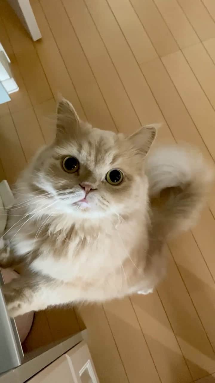 のインスタグラム：「. Meow•*¨*•.¸¸♬︎  お返事ミャ〜💗  #お返事ねこ  #毎月22日はnyanconday #猫めろ祭 #にゃんにゃんの日  #ミヌエットのベルちゃん  NAME : Bell  ベル Breed : minuet  ミヌエット 🎂 : 2016.5.15  4歳 ・ NAME : Suzu すずちゃん Breed : Scottish fold スコティッシュフォールド 🎂 : 2018.3.21 2歳 . NAME : Lindor リンドール Breed : Teacup poodle ティーカッププードル 🎂 : 2019.7.18〜2020.9.14  1歳」