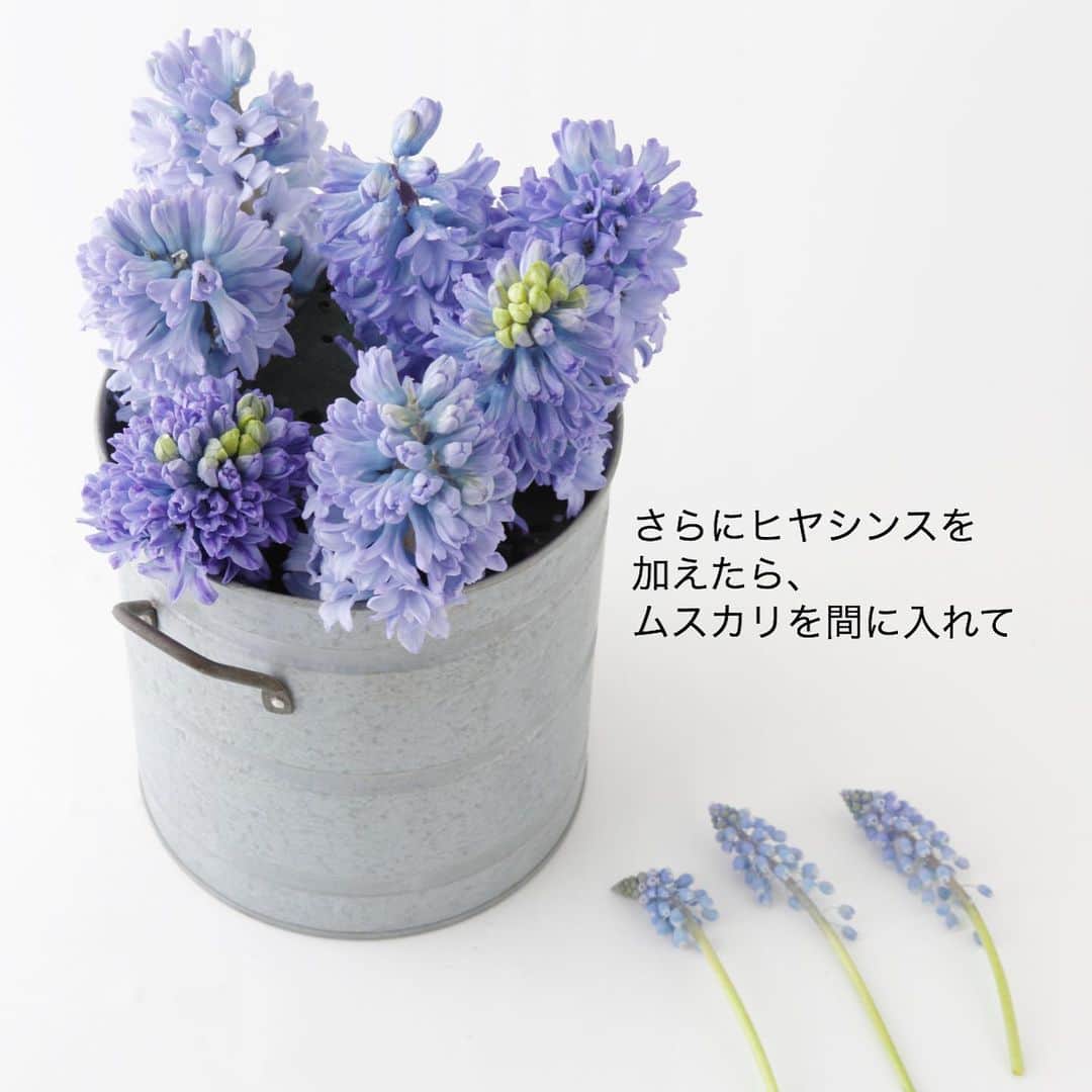 雑誌『花時間』さんのインスタグラム写真 - (雑誌『花時間』Instagram)「おはようございます。いまの季節、お花屋さんで目立つのは紫や青いお花。  なぜかな？？？ 頭をめぐらしても 球根生まれのお花に 紫のお花が多いことくらいしか 思いつきません😅  アネモネにも印象的な 紫がありますよね。  今日のお花便でも ﻿ ﻿ヒヤシンス﻿ パンジー﻿ ムスカリ﻿ ブルーレースフラワー  ※写真内の文字がプルーレースフラワーになっていますが、打ち間違いです😭 プルーって…﻿ ﻿ 本日は、そんな春のお花で﻿ ミニレッスン開催でーす♬﻿ ﻿ 写真をスライドして見ていって。﻿ ﻿ 以前、花時間でギフトとして﻿ 提案したときのアレンジなので﻿ 吸水性スポンジを使っていますが、﻿ 参考になる部分はあると思います。  ふーん、 お花屋さんって こんなふうに お花を挿して いるんだぁーって。  オープンキッキンのお店で 調理する様子を眺めるのって 楽しいですよね。 あんな感じかな？﻿ ﻿ スポンジを使って﻿ まねてみたい方は﻿ お花屋さんに﻿ 聞いてみてくださいね！﻿ ﻿ では、本日も元気smile😊😊😊で﻿ 頑張りましょう！ by ピーターパン  花 @flowerasebi  写真 @satomi.ochiai78 ﻿ ﻿ #flowers #flowerslovers #flowerstagram #flowerarrangement  #花時間 #花時間2021  #花好き #花藝 #花好きな人と繋がりたい #花が好きな人と繋がりたい #花のある生活 #花のある暮らし #花を飾る #花を飾る生活  #ヒヤシンス #ムスカリ #パンジー #紫の花  #きれいな花 #春よ来い #香りのある暮らし  #ビタミンf #hyacinth  #pansy  #grapehyacinth  #フラワーアレンジメント #花屋さんへ行こう」1月22日 9時18分 - hanajikan_magazine