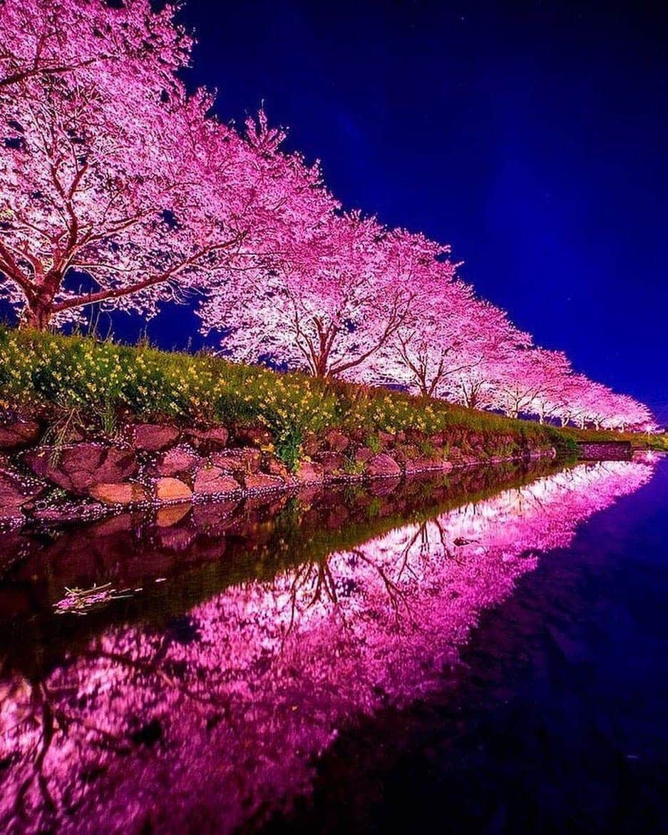 Padgramさんのインスタグラム写真 - (PadgramInstagram)「Cherry blossom night 💕 Asakura-shi, Japan 🌺🌺 Photo by @puraten10  🌺🌺 #pgdaily #pgstar #pgcounty #japan #planetgo #planet #planetearth #amazing #awesome #blossom」1月22日 9時19分 - planet.go