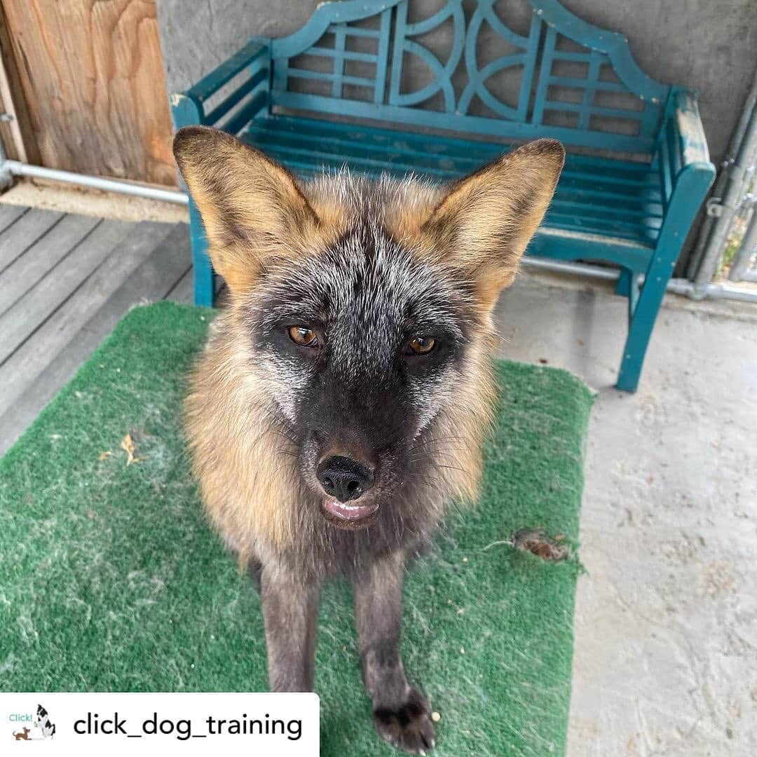Rylaiさんのインスタグラム写真 - (RylaiInstagram)「Training Panda & Her Pals:  Vlad and Lena working with @chancel__s  with @click_dog_training  .  Posted @withregram • @click_dog_training I had my first training session with Russian Domesticated Foxes today. It was a dream! This is Vlad and Lena. ❤️ I feel incredibly lucky and grateful for this opportunity to interact with a different canid and use my training skills to help develop these guys. Thank you so much @jabcecc and stayed tuned for training videos! . . . #training #foxes #clicker #trainer #fox #foxesofig #vlad #crossfox #lena #redfox #star #superstar #foxesofig #dogtraining #animals #animalco #animallovers #animalkingdom #jabcecc #sandiego #socal #julian」1月22日 9時36分 - jabcecc