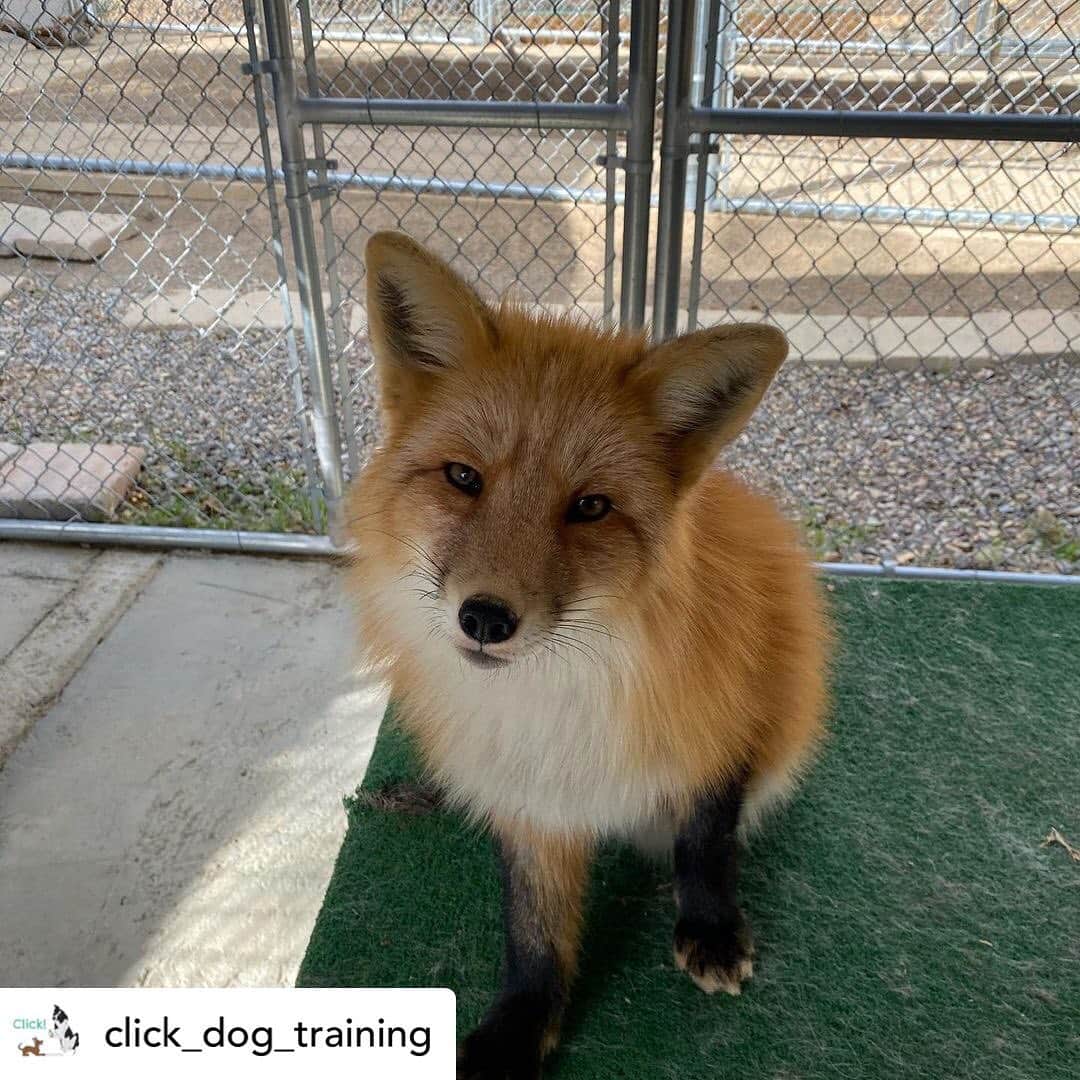 Rylaiさんのインスタグラム写真 - (RylaiInstagram)「Training Panda & Her Pals:  Vlad and Lena working with @chancel__s  with @click_dog_training  .  Posted @withregram • @click_dog_training I had my first training session with Russian Domesticated Foxes today. It was a dream! This is Vlad and Lena. ❤️ I feel incredibly lucky and grateful for this opportunity to interact with a different canid and use my training skills to help develop these guys. Thank you so much @jabcecc and stayed tuned for training videos! . . . #training #foxes #clicker #trainer #fox #foxesofig #vlad #crossfox #lena #redfox #star #superstar #foxesofig #dogtraining #animals #animalco #animallovers #animalkingdom #jabcecc #sandiego #socal #julian」1月22日 9時36分 - jabcecc