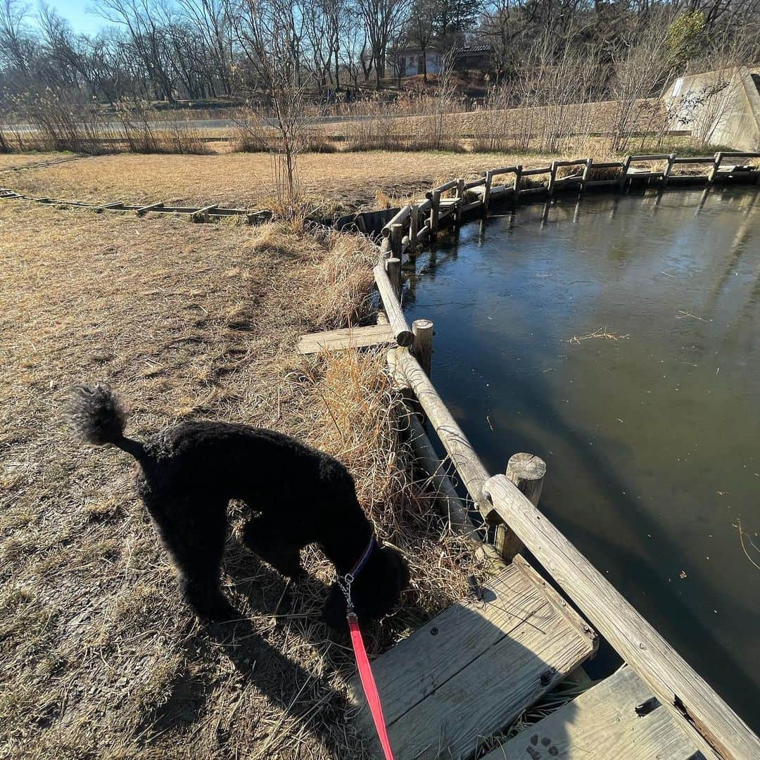 佐藤東弥さんのインスタグラム写真 - (佐藤東弥Instagram)「今朝の丸池と魔犬 凍ってます  #野川」1月22日 9時41分 - touyasato