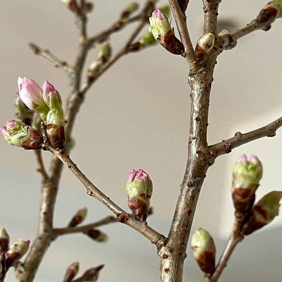 前園真聖さんのインスタグラム写真 - (前園真聖Instagram)「冬に花を咲かせる桜『啓翁桜』 #啓翁桜 #花のある暮らしを楽しむ  #花」1月22日 9時42分 - maezono_masakiyo