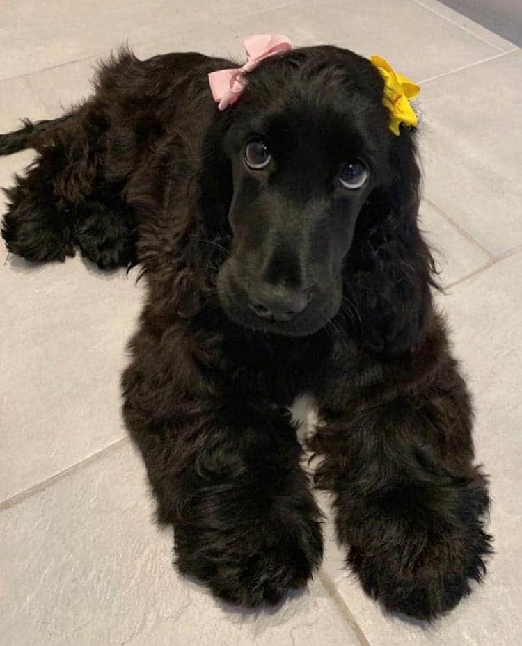 Beautiful Nature & Animalsさんのインスタグラム写真 - (Beautiful Nature & AnimalsInstagram)「Rate her cuteness from 1-10? By @_nellie_thecockerspaniel」1月22日 0時46分 - wonderful_earthpix