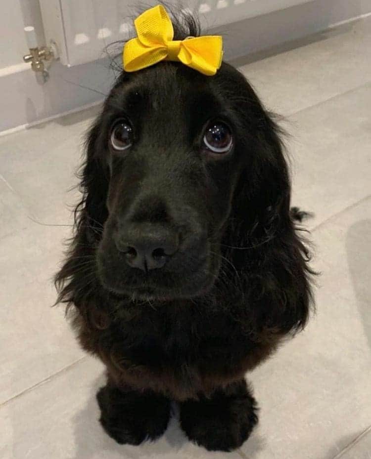 のインスタグラム：「Rate her cuteness from 1-10? By @_nellie_thecockerspaniel」