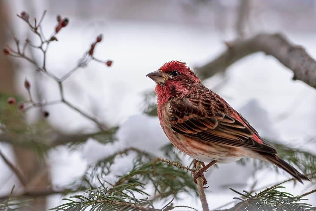 Sigma Corp Of America（シグマ）さんのインスタグラム写真 - (Sigma Corp Of America（シグマ）Instagram)「How's your winter birding game? 📷🐦❄️  Photographer @martinaabreuphotos captures sharp, colorful bird photos with her own unique strategy, which includes a SIGMA 85mm F1.4 DG HSM  Art lens and a top-secret stealth technique that lets her get super close to her fine, feathered subjects!  Bird photography with a prime portrait lens is a real challenge (you might need more than just birdseed), but the results can be something very special. Give it a try!   And of course, get your 85mm F1.4 Art lens (or a nice telephoto zoom) at sigmaphoto.com -- link in bio!  #SIGMA #photography #birdphotography #birding #winter #chickadee #goldfinch #bluejays #purplefinch #sigma85mmart #birdsofinstagram #birds #birdstagram」1月22日 1時00分 - sigmaphoto