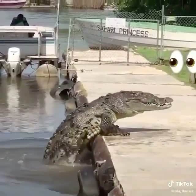 WildLifeのインスタグラム：「Follow @discovercrocodiles for more videos of croc & gators 🐊🐊🐊 video by @blu_flamez_blu」